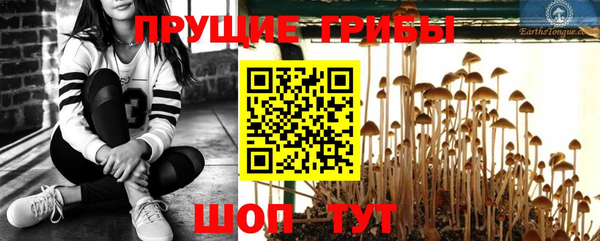 Псилоцибиновые грибы Psilocybine cubensis  Канаш  Галлюциногенные грибы прущие грибы 